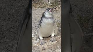 Chick Magellanic Penguin Sound  Spheniscus magellanicus Sounds [upl. by Atterys]