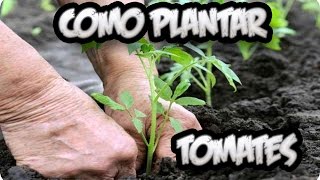 Como Plantar Tomates  Huerto Organico  La Huertina De Toni [upl. by Megargee]