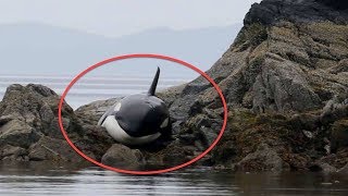 After This Orca Got Stranded She Lay Crying For Hours But How Rescuers Responded Incredible [upl. by Eetak389]