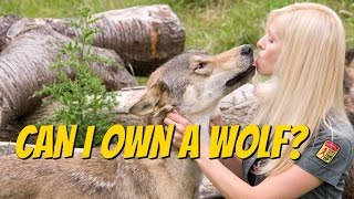 CZECHOSLOVAKIAN WOLFDOG  Should you get one [upl. by Linnea]