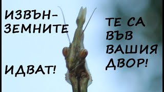 ИЗВЪНЗЕМНИТЕ В НАШИЯ ДВОР ALIENS IN MY YARD EMPUSA FASCIATA MANTIS animals insects животни [upl. by Gonnella420]