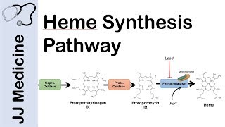 Heme Synthesis Pathway [upl. by Shaia438]