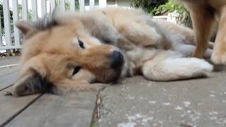 Carve Canem Eurasier Morning play [upl. by Attaymik]