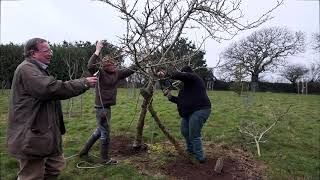 Mespilus germanica spring care [upl. by Atalie365]