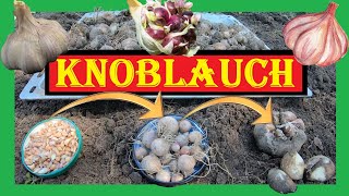 Knoblauch richtig anbauen 🌱🧄 Bulbillen Rundlinge Zehen und Elefantenknoblauch  Knoblauch Anbau 4K [upl. by Cutlip]