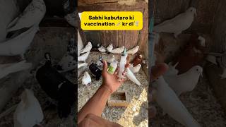 Sabhi Kabutaro ki vaccination 💉kr di🕊️ petlover kabutarvlog pigeonvlogger birds pigeonlover [upl. by Uhsoj]