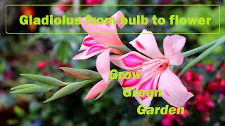 Grow Gladiolus in a pot from bulb to flower [upl. by Turro]