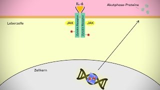 Molekulare Signalwege in der Entzündung [upl. by Araes306]