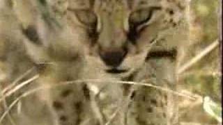 Wild African Serval [upl. by Georges]