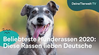 Beliebteste Hunderassen 2020 Diese Rassen liebt Deutschland [upl. by Johnson]