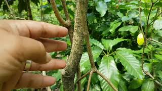 Rauvolfia tetraphylla L Medicinal Plant Remedies for Snake Bite [upl. by Nilyahs]