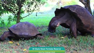 Giant Galapagos Tortoises Attempted Mating at El Chato Tortoise Reserve Galapagos Islands Ecuador [upl. by Ahsinac484]