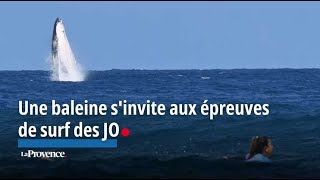 JO2024  une baleine sinvite aux épreuves de surf et fait le show [upl. by Enihsnus]