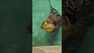 Tiger jumping in a swimming pool shortvideo [upl. by Nagam]