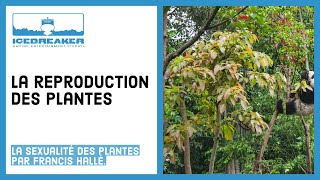 07 Comment les plantes se reproduisentelles [upl. by Daniala8]