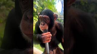 শিম্পাঞ্জিরা কি কথা বলতে সক্ষম  Chimpanzees are capable of speech facts viralshorts shorts [upl. by Kassity]