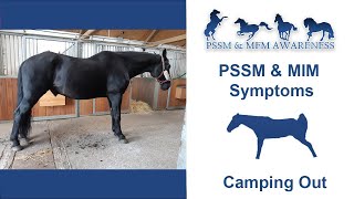 PSSM amp MIM Symptoms Camping Out [upl. by Aretta583]