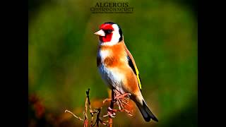 Wild goldfinch song from Algeria تغريد الحسون الخلوي الجزائري [upl. by Rafaelita]