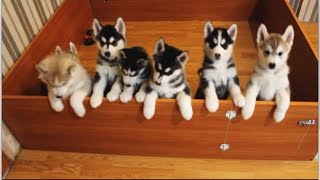 Siberian Husky Puppies [upl. by Notnats]