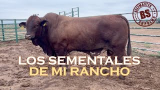 ¡¡¡ LOS SEMENTALES DE MI RANCHO  BEEFMASTER SUPREMO EPISODIO 54 [upl. by Noitsirhc]