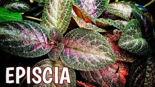 TANAMAN HIAS EPISCIA  EPISCIA PLANT CARE  OUTDOOR PLANT [upl. by Nivac]