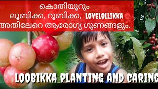 LOOBIKKA roobikka lovelolikkaLOOBIKKA CULTIVATION TIPS IN MALAYALAMflacourtia jangomas fruits [upl. by Griffis689]