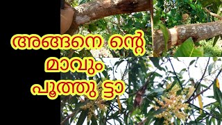 ഏതു കായ്ക്കാത്ത മരവും കായ്ക്കും ഇങ്ങനെ ചെയ്താൽ  മോതിര വളയം [upl. by Langille]