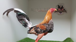 Que seleccionar para castar como ser más efectivo criando pollos de calidad gallos Finos [upl. by Atteirneh181]