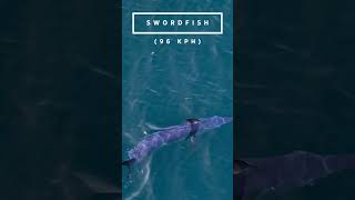 Worlds Fastest Sea Animals fish [upl. by Cralg]