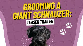 Grooming a Giant Schnauzer like a Pro StepbyStep Guide  Tutorial Video [upl. by Anilecram]