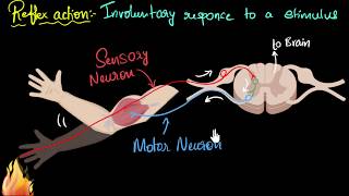 Reflex action amp reflex arc  Control amp Coordination  Biology  Khan Academy [upl. by Liborio]