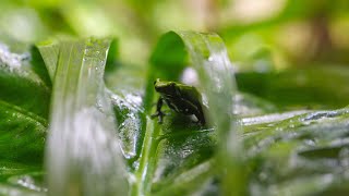 Introducing Madagascars Poisonous Mantella Frogs [upl. by Robinson]