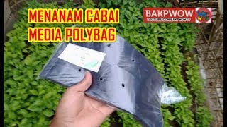 Menanam Cabe Rawit Media Polybag TIMELAPSE [upl. by Rehptsirhc]