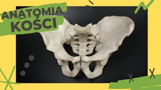 Anatomia kości 5  Kość biodrowa Kość kulszowa Kość łonowa [upl. by Pronty]