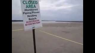 Rare Piping Plovers in Port Elgin Saugeen Shores [upl. by Eceinart]