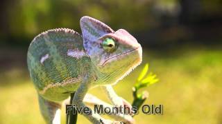 Veiled Chameleon Growing Up [upl. by Beau565]