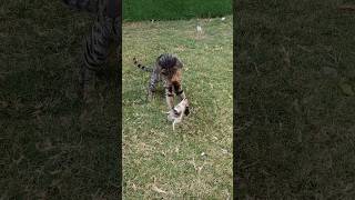 Cat Hunting A Squirrel 🐿️ 3  Cat Catching Squirrel  cat animals shorts [upl. by Amalbergas]