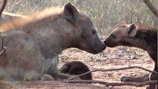 Sweet Hyena Puppies  Teneri Cuccioli di Iena [upl. by Rosel]