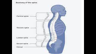 Anatomy of Spine  Vertebral column [upl. by Fogarty]