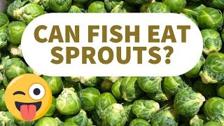 Will Tropical Fish Eat Brussels Sprouts When Kids Wont Eat Them [upl. by Queenie]