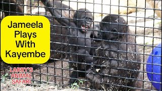 Baby Gorilla  Jameela 25 plays with Kayembe gorillas [upl. by Aoniak162]