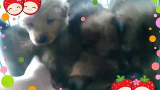 Chow chow Mix Pomeranian Puppies [upl. by Hinda]