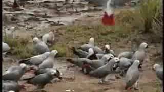 African Grey Parrots in the Wild [upl. by Yedok]