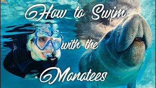 How to Swim With The Manatees [upl. by Tatiana]