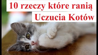 10 rzeczy które ranią Uczucia Kotów [upl. by Zacarias]