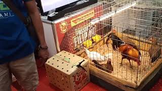 Cebu Gamefowl Expo 2019 [upl. by Anaer812]