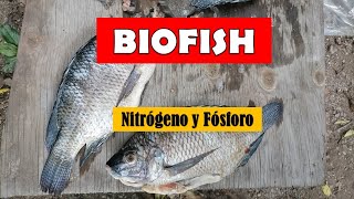 BIOFERTILIZANTE CON PESCADO 🐠  BIOFISH  HIDROLIZADO DE PESCADO [upl. by Nahguav865]