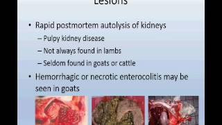 Enterotoxemia Clostridium perfringens in sheepgoatcalves [upl. by Millham497]