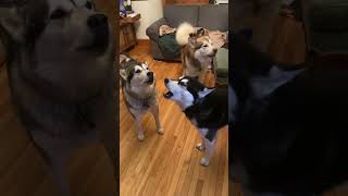 You Howling at Mealaskanmalamutes howlingdogs malamutelovers [upl. by Lorianna]