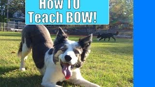 Take a Bow How to teach your dog to bow [upl. by Revned447]